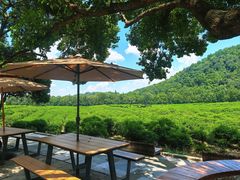-野蔓果·山野菜(西湖景区·龙井茶田店)