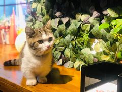 -IFIF 如果花園(宽厚里店)
