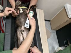 -瑞鹏宠物医院·骨科·猫科·内科(第一中心)