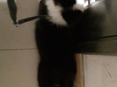 iphone_upload_pic-宠物星动物医院·眼科·异宠·猫专科中心(江南大道总院)