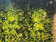 -苏雅经典名食(国际海水浴场店)