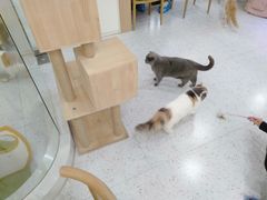 -喵园·猫主题咖啡厅·撸猫·猫咖(国贸店)