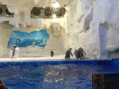 -华夏文旅海洋公园