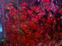 -青石桥花鸟鱼虫市场(叠翠城店)