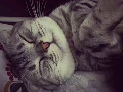 -中农大我爱我爱24h动物医院·中医针灸·猫专科·骨科医疗中心(双井店)