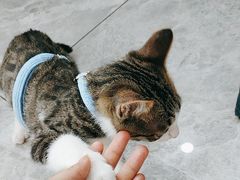 -瑞派名望24h动物医院异宠专科·猫专科·骨科·重症监护分院