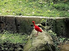 -吉隆坡雀鸟公园