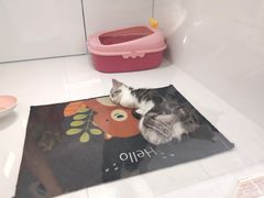 -1013 PET SHOP精品宠物商店(丁香店)