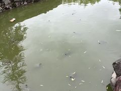 -洛阳白马寺