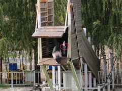 -北京鹿世界主题园