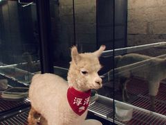 -浮游·云巅派对西餐厅(鼓岭旅游度假区店)