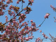 -高东镇樱花园