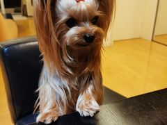 -申普宠物医院·心脏介入·心血管微创(总院)