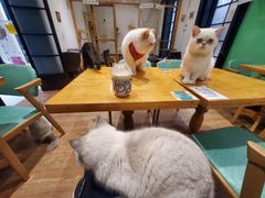 -猫色咖啡·猫咖