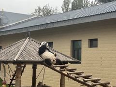 -石家庄市动物园