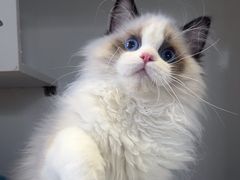 -东方名猫馆·英短金渐层布偶猫舍(环线广场1号楼店)