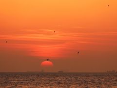 -上海吴淞炮台湾国家湿地公园
