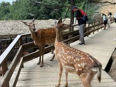 -栾川竹海野生动物园