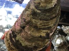 -土蚝·高压锅生蚝(百姓美食街店)