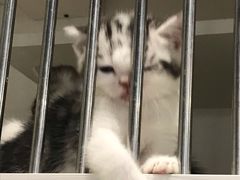 -东方名猫馆·英短金渐层布偶猫舍(环线广场1号楼店)