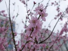 -阳澄湖半岛旅游度假区