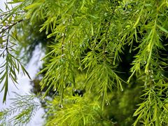-深圳市中科院仙湖植物园