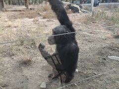 -新疆天山野生动物园