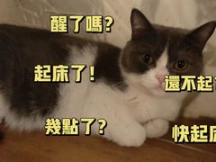 -猫友咖啡店(玉林西路店)