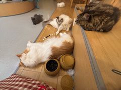 -小小班私人影院·猫咖(万达茂广场店)