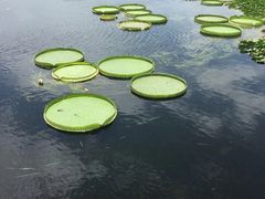 -荷塘月色湿地公园·向阳花洲