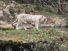 -贵州森林野生动物园