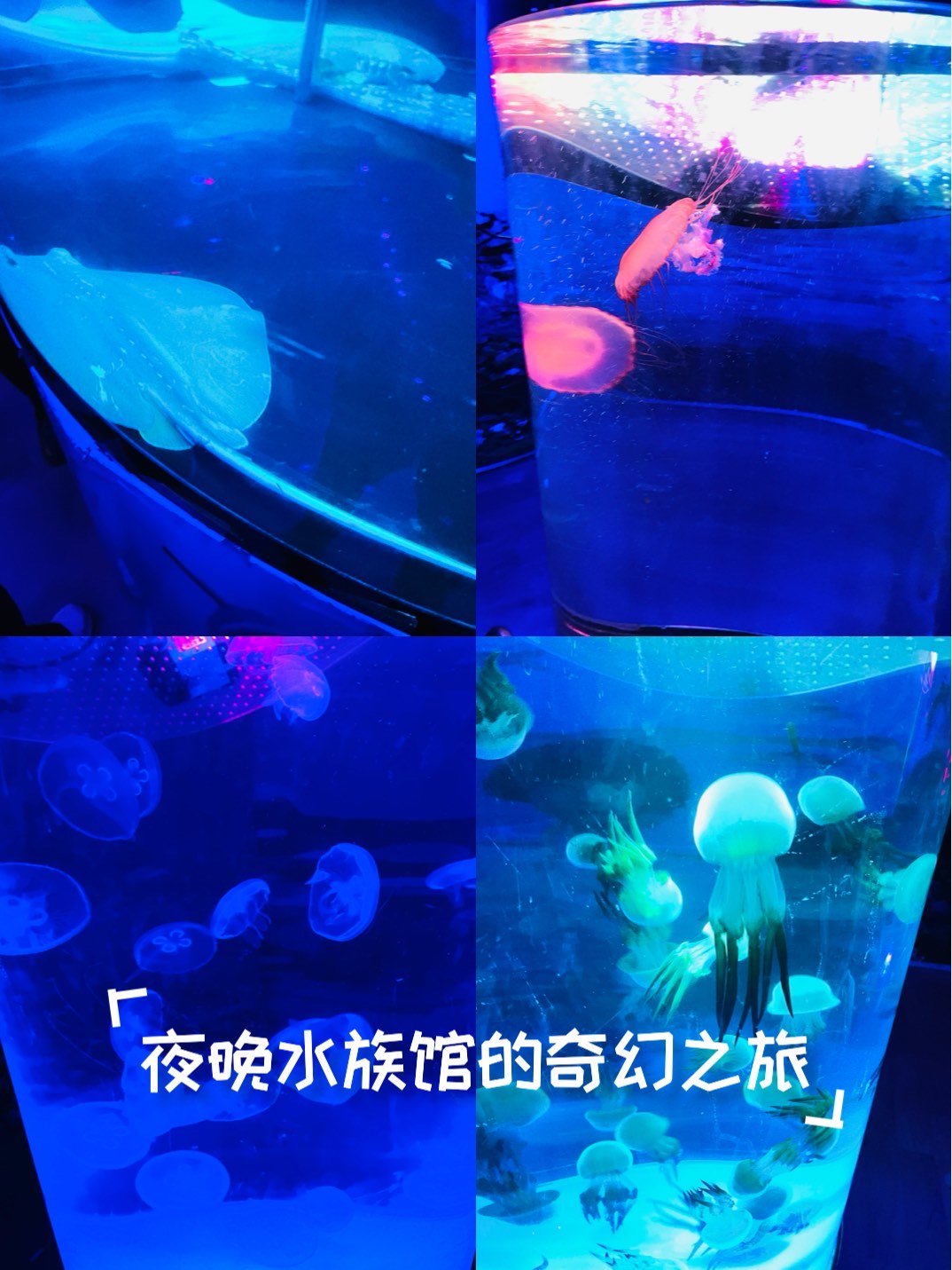 神奇海洋今日答案8.22:听说水母身上95%以上都是水,这是真的吗的简单介绍