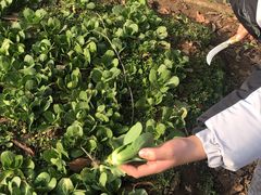 -前小桔亲子创意农场·草莓采摘·露营烧烤