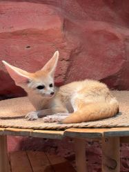 -Zoolung Zoolung动物主题公园(海信广场店)