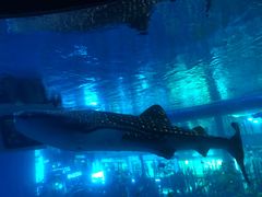 -成都浩海立方海洋公园