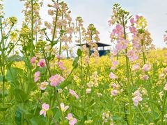 -三圣花乡旅游区