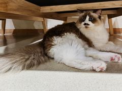 -藏猫猫咖啡主题馆(中央大道店)