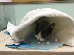 -纳吉亚猫专科动物医院博雅分院