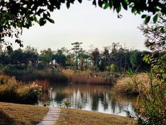 -福田红树林生态公园