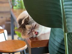 -Cappucimeow猫咪咖啡馆(韦伯时代店)