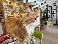 -平行世界·猫咖(首经贸店)