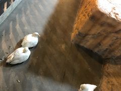 -昆明大悦城未来动物城(螺蛳湾中心店)