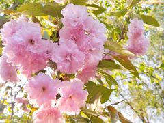 -长白岛森林公园