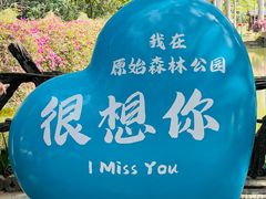 -西双版纳原始森林公园