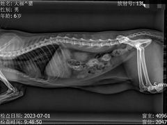 -瑞派福兴宠物医院犬猫全科·骨科·中西医结合(河东店)