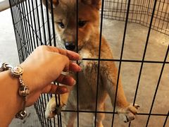 -柴犬高等学院·狗咖·柴犬售卖·宠物训练