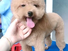 -福懋动物医院·犬猫全科·外科·重症科(杏林分院)