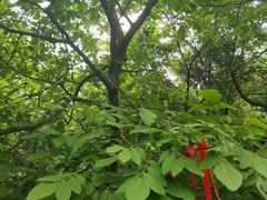 -秦岭终南山世界地质公园翠华山景区