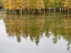 -白鹭湾湿地公园