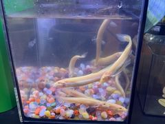 -红旗山庄(圭峰山店)